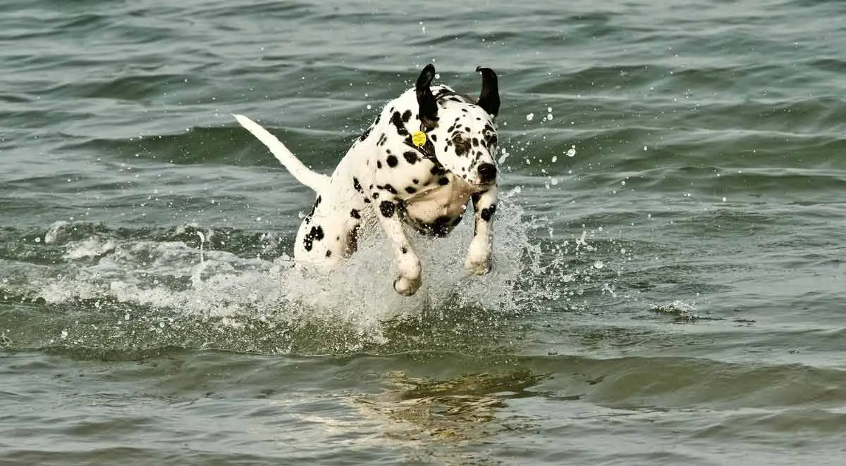 Dalmation