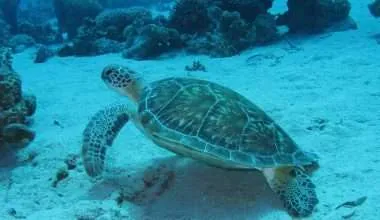 green-sea-turtle