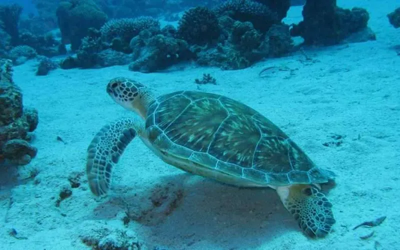 green-sea-turtle