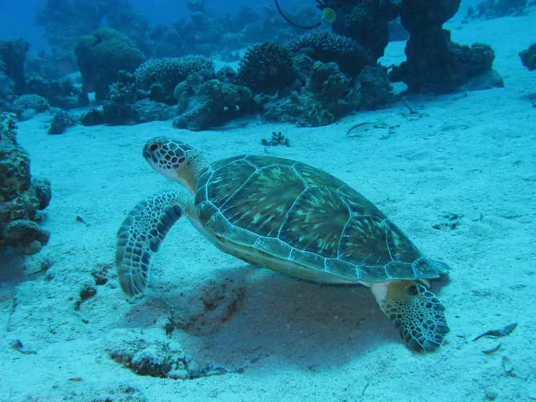 green-sea-turtle
