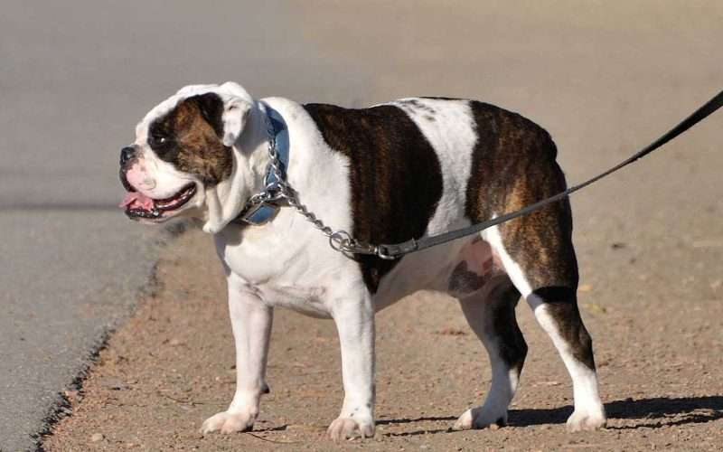 English-Bulldog