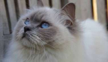 Ragdoll-Cat