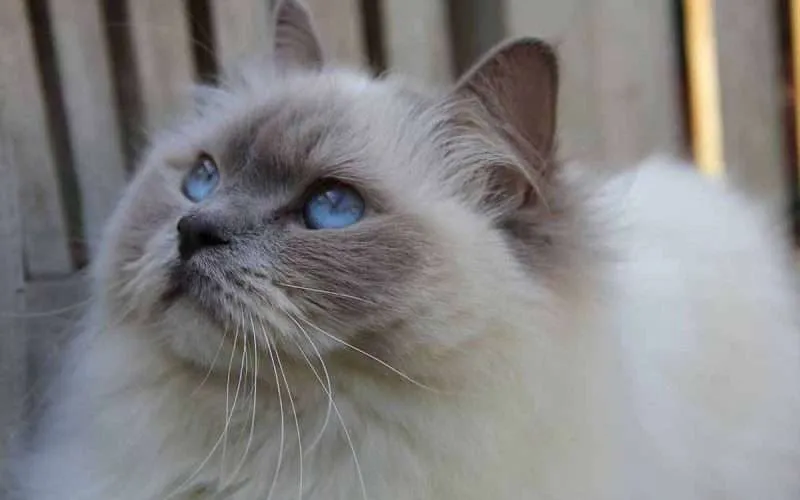 Ragdoll-Cat