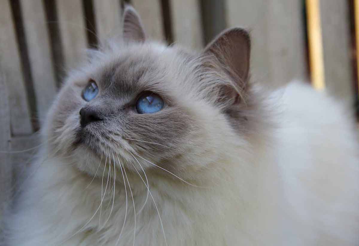 Ragdoll-Cat